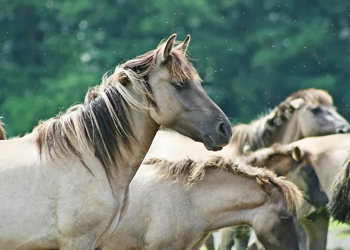 Moderner D51 Europa 2-5 Personen Appartamento